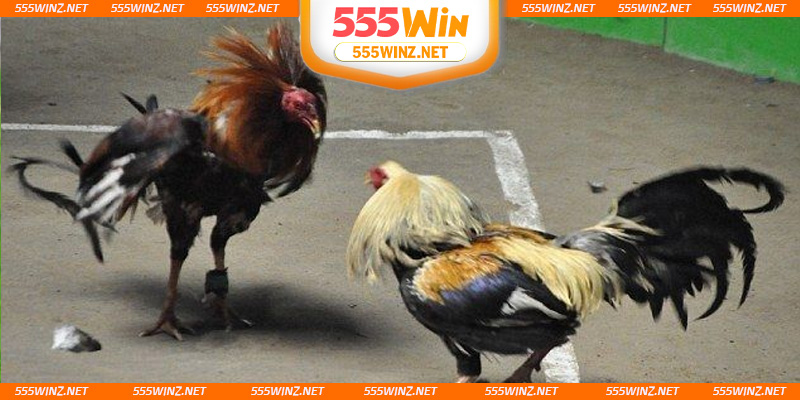 dang-cap-vuot-troi-cua-da-ga-choi-c1