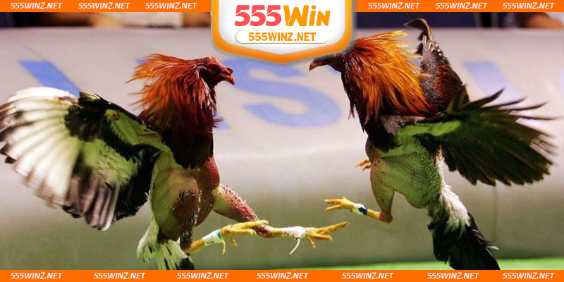 huong-dan-dang-ky-xem-da-ga-mang-truc-tiep-nhanh